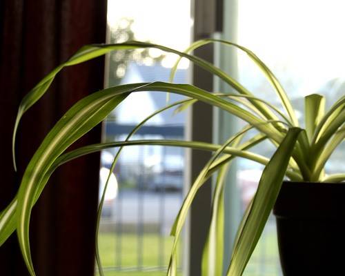 Plante care purifica aerul din camera la oras