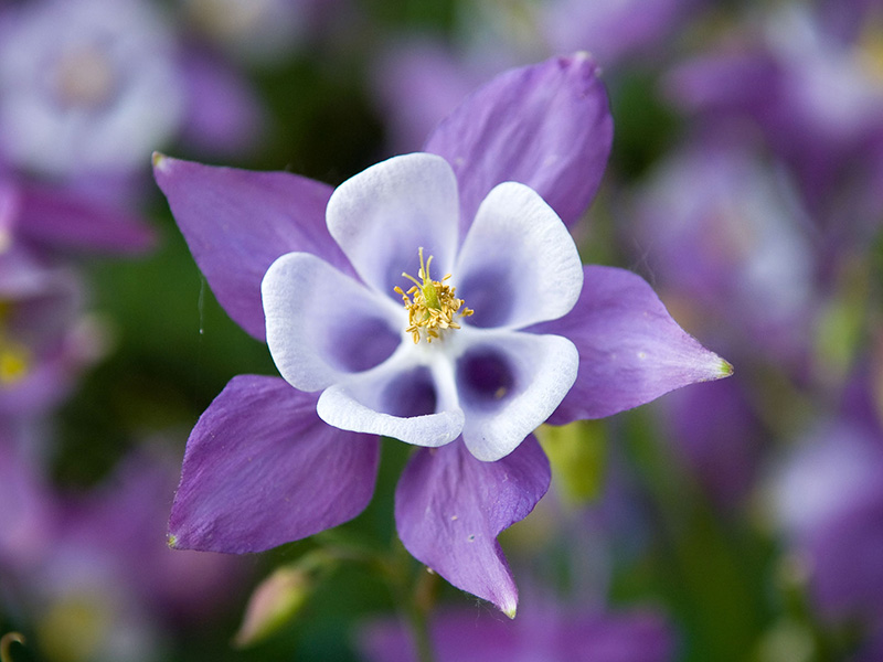 Flowers That Symbolize Healing And Strength Beautiful... prayers