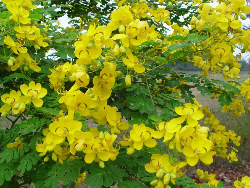 Arbori ornamentali cu flori galbene in gradina