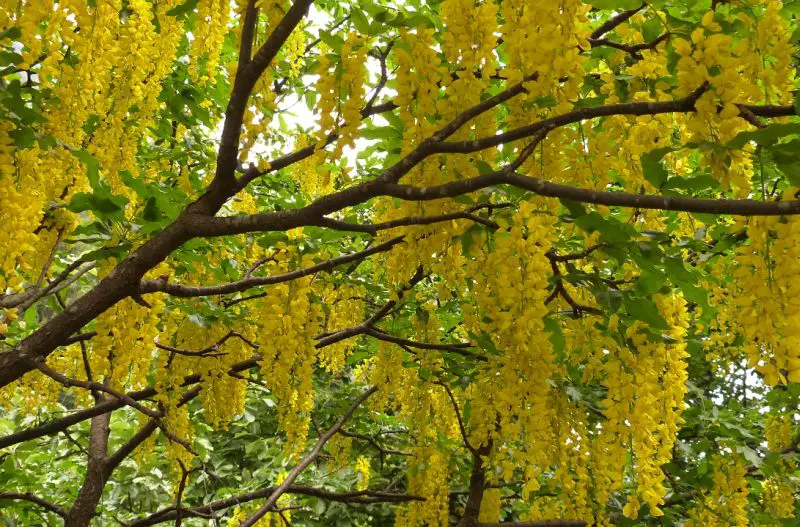 Arbori ornamentali cu flori galbene in gradina