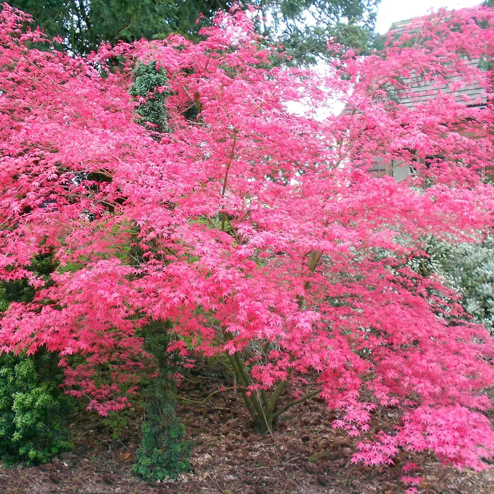 Arbori ornamentali cu frunze rosii in parc