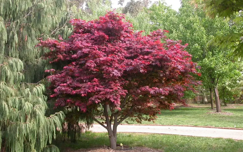 Arbori ornamentali cu frunze rosii in parcuri