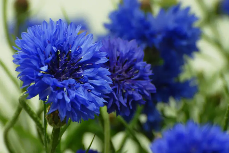 Plante cu flori albastre in gradina