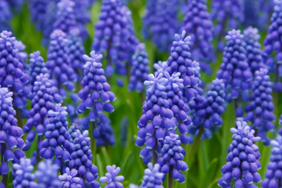 Plante cu flori albastre in gradina