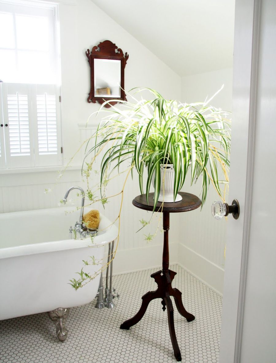 Plante potrivite pentru baie acasa