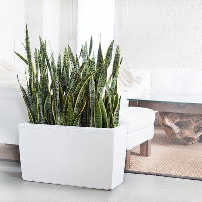 Plante potrivite pentru baie acasa