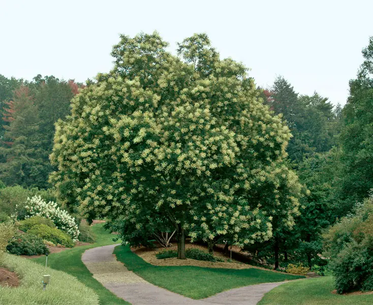 Arbori ornamentali care cresc repede in gradina