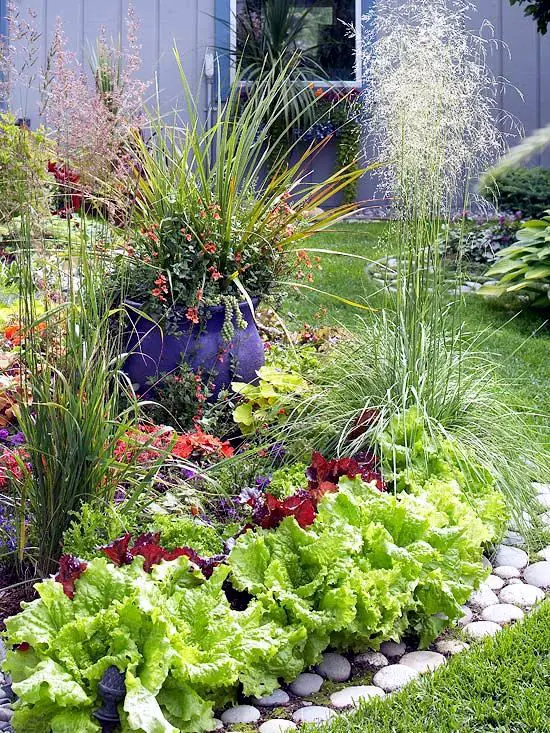 cele mai interesante legume decorative Decorative vegetable garden ideas 10