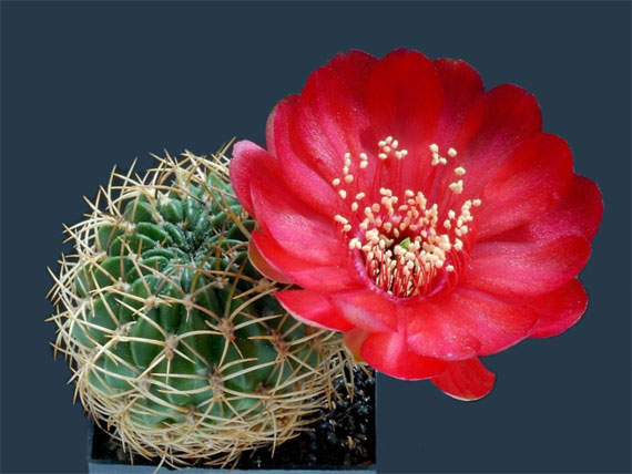 cei mai frumosi cactusi The most beautiful cactus flowers 10