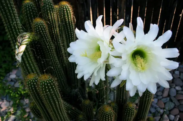 Cei mai frumosi cactusi din lume
