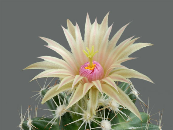 cei mai frumosi cactusi The most beautiful cactus flowers 7