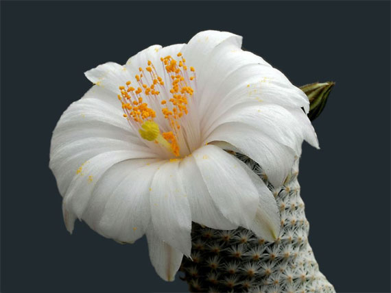 cei mai frumosi cactusi The most beautiful cactus flowers 8