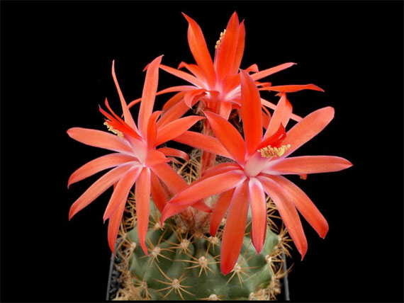 cei mai frumosi cactusi The most beautiful cactus flowers 9