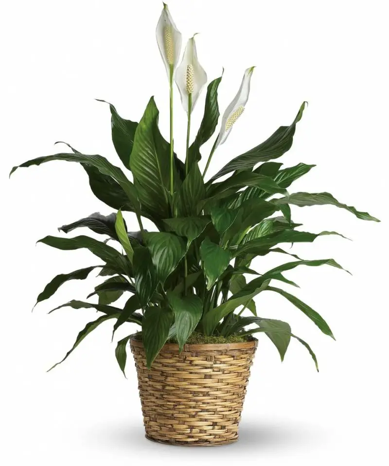 Plante care absorb umiditatea din camera si toxine