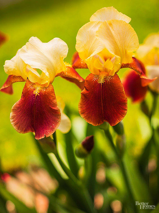 Flori care infloresc de primavara pana toamna - irisul