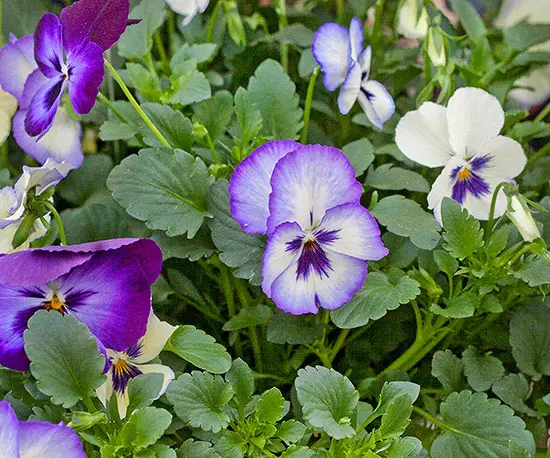 Flori care infloresc de primavara pana toamna - viola