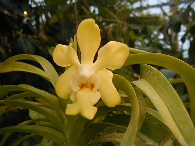 orhideea vanda vanda orchid care 4