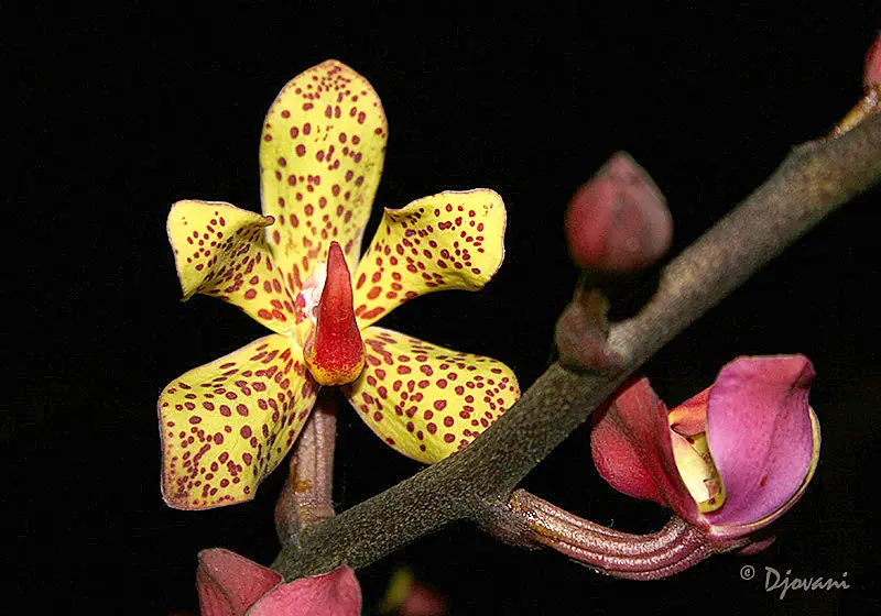 orhideea vanda vanda orchid care 5