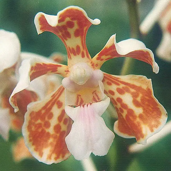 orhideea vanda vanda orchid care 6