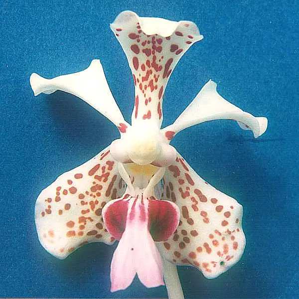 orhideea vanda vanda orchid care 7