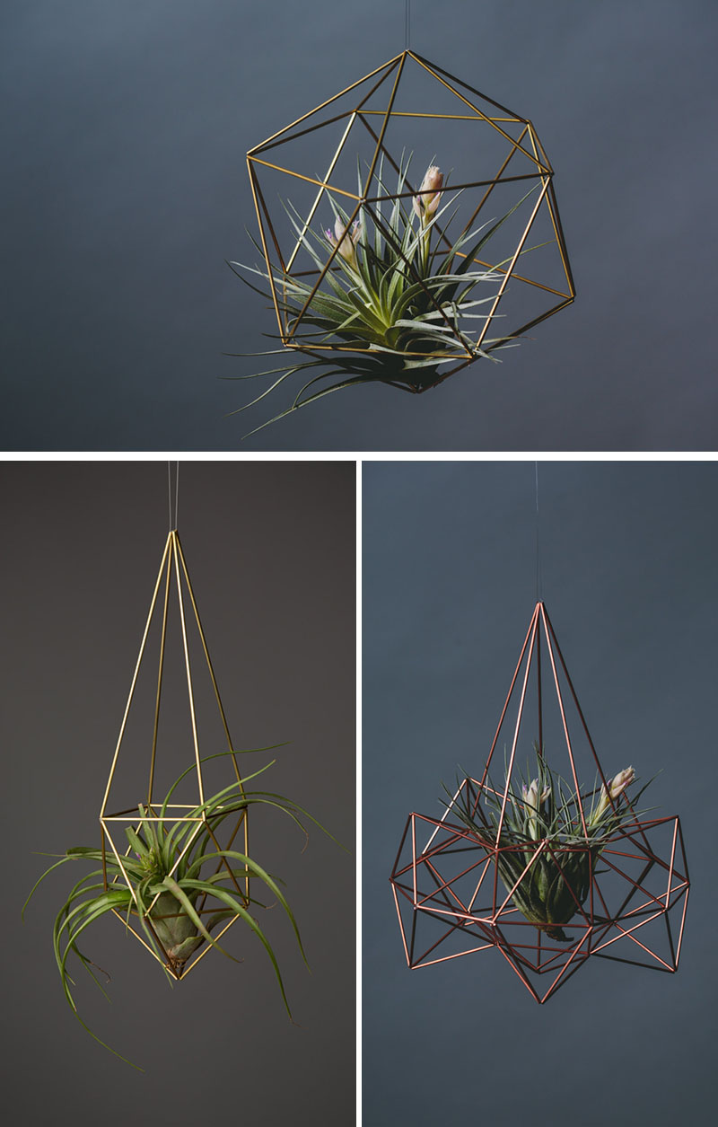 decoruri elegante cu plante care cresc fara pamant Elegant ways to display air plants in your home 10