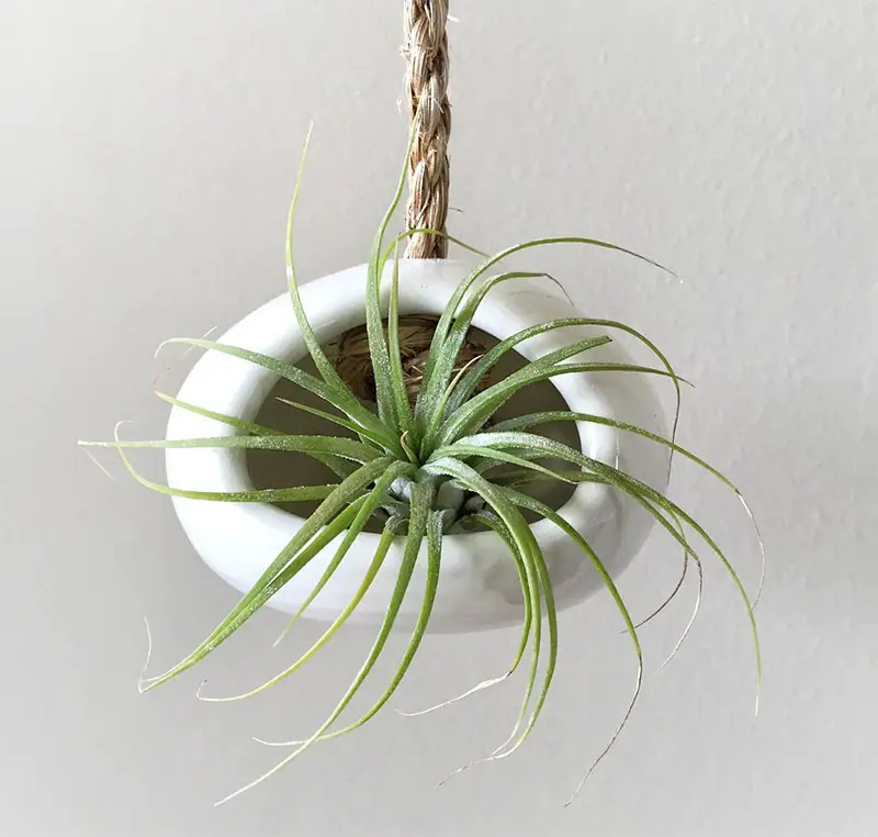 decoruri elegante cu plante care cresc fara pamant Elegant ways to display air plants in your home 11