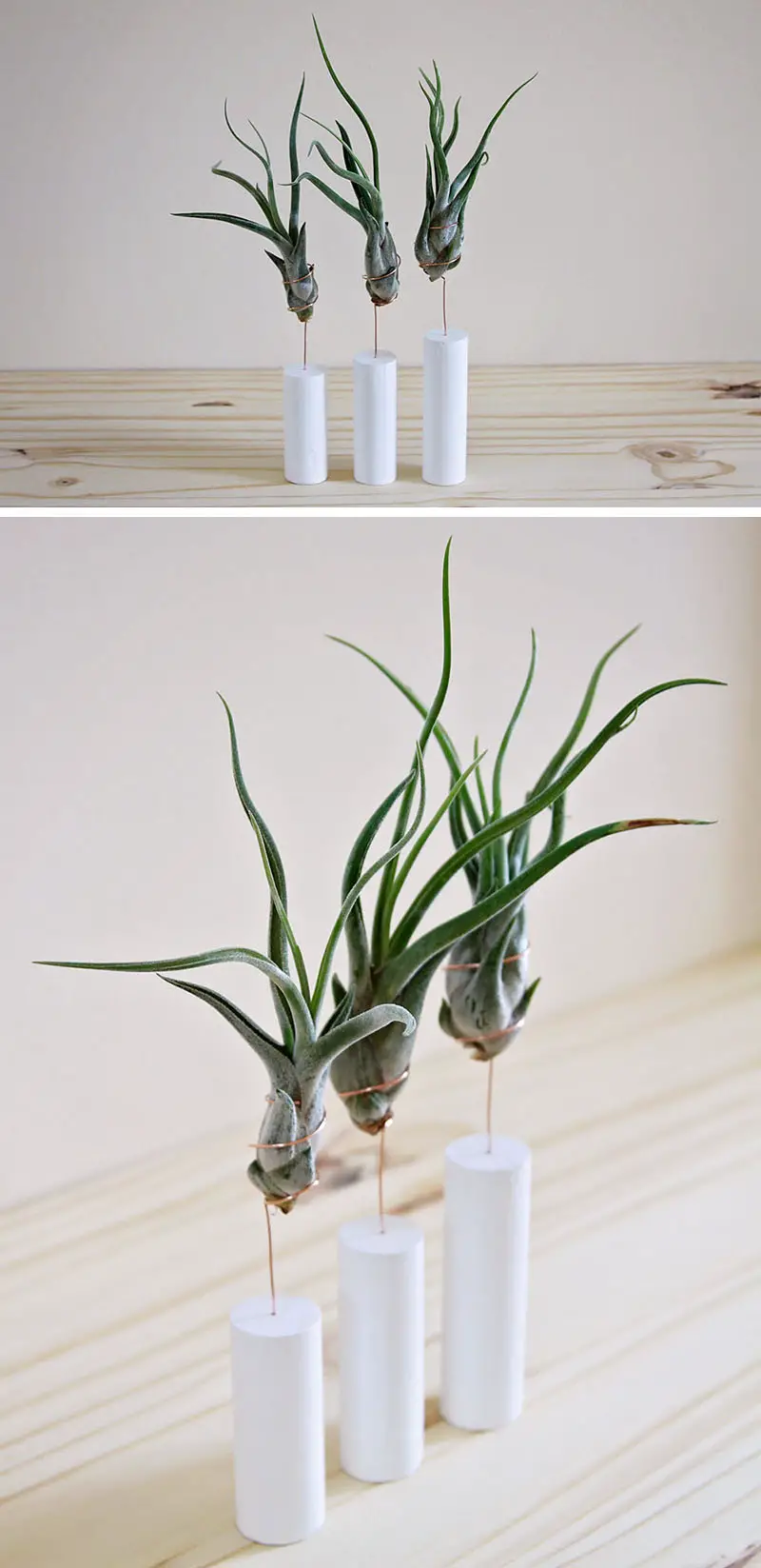 decoruri elegante cu plante care cresc fara pamant Elegant ways to display air plants in your home 12
