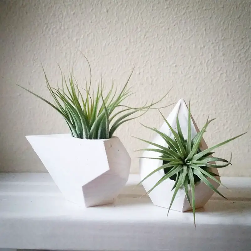 decoruri elegante cu plante care cresc fara pamant Elegant ways to display air plants in your home 13