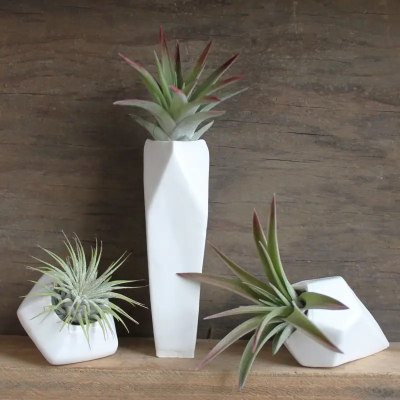 decoruri elegante cu plante care cresc fara pamant Elegant ways to display air plants in your home 5
