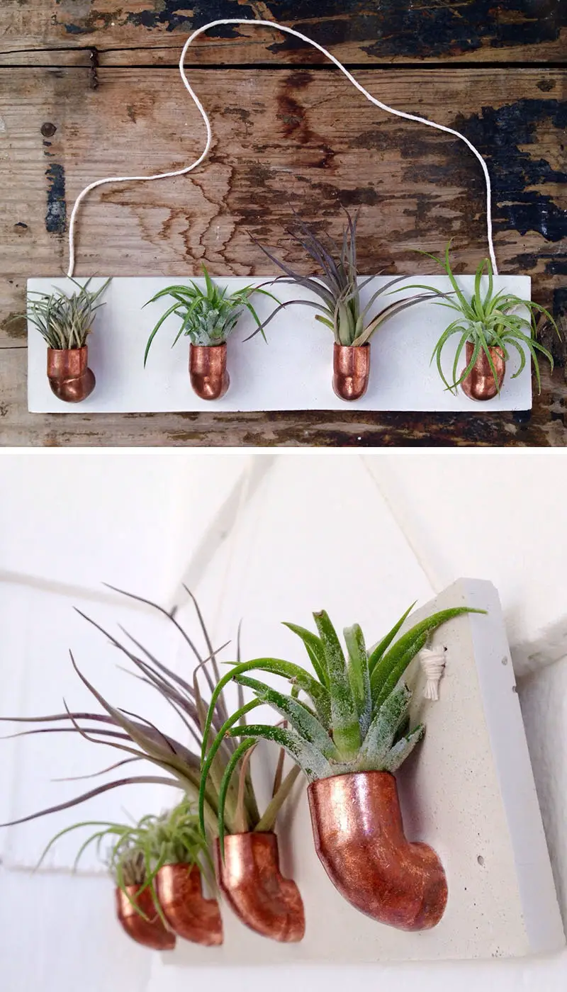 decoruri elegante cu plante care cresc fara pamant Elegant ways to display air plants in your home 6