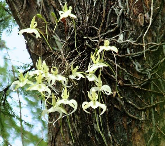 Flori care cresc pe trunchi - orhideea fantoma