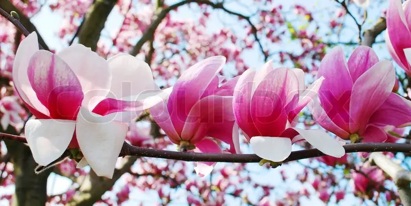 Flori care cresc pe trunchi - magnolia