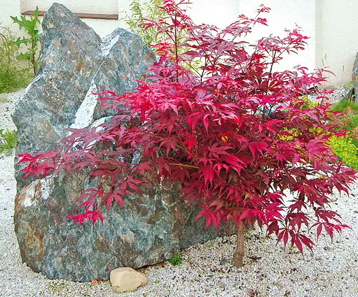 arbori ornamentali cu frunze rosii decorative trees with red leaves 2