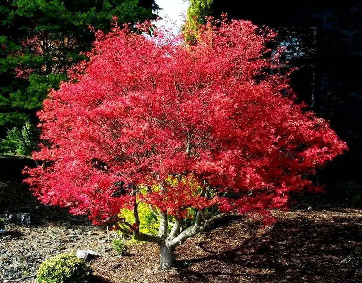 arbori ornamentali cu frunze rosii decorative trees with red leaves 3