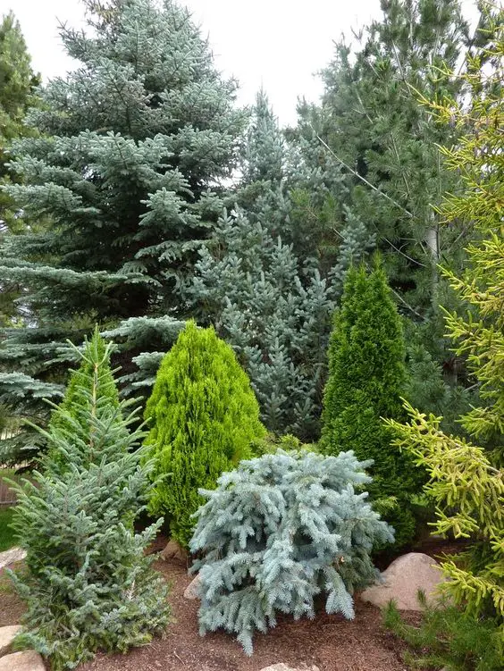 gradini amenajate cu conifere evergreen landscaping ideas 1