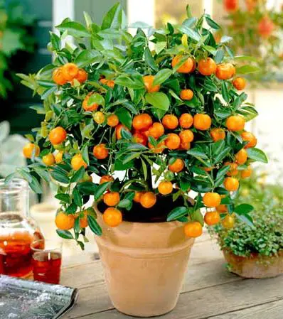 pomi fructiferi pitici portocal pitic