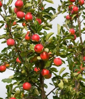 dwarf-apple-tree