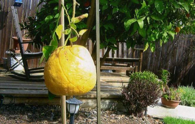 cele mai mari fructe si legume din lume portocala
