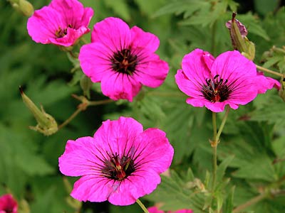 Mosquitoes repellent plants for home