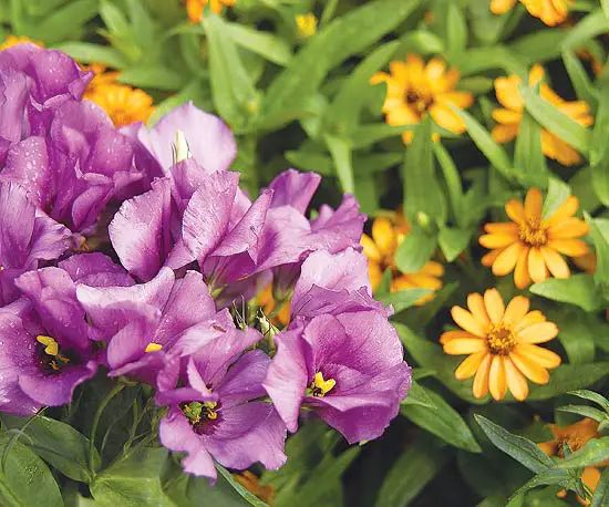 Best flower combinations for containers in the city
