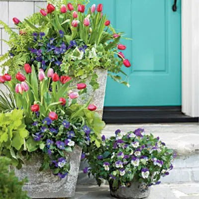 Best flower combinations for containers in the city