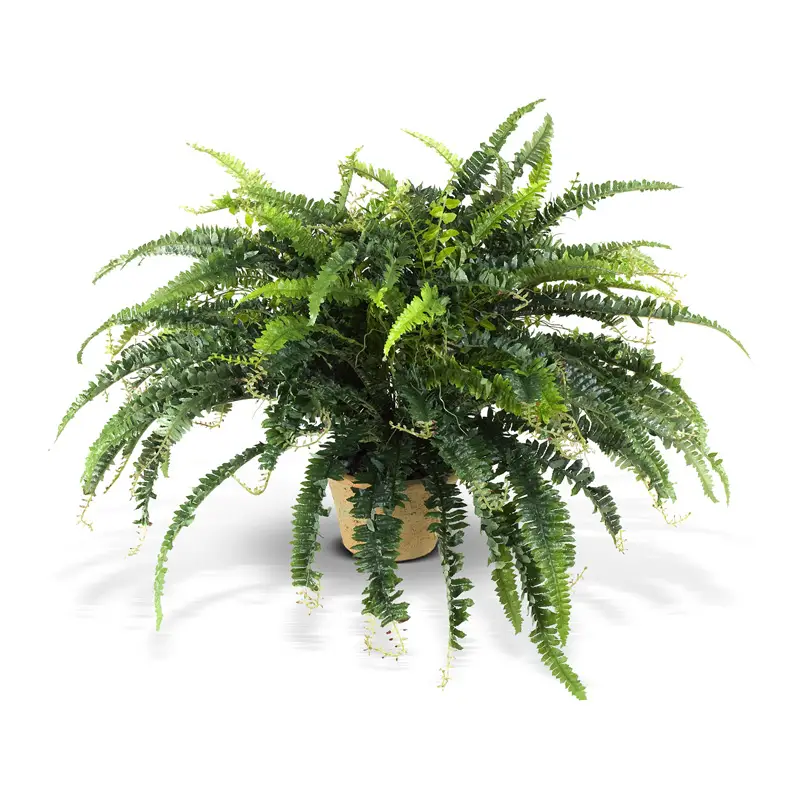Best plants for indoor air quality in the cities