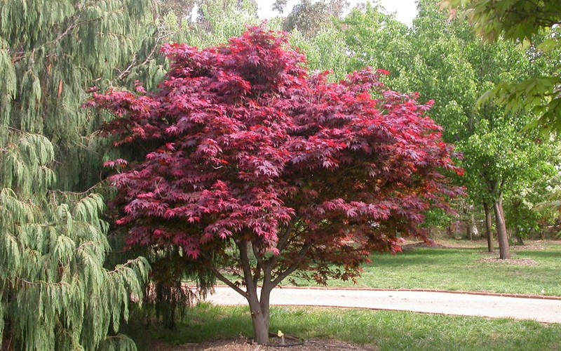 Decorative trees with red leaves in the garden