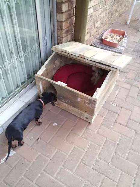 How to build a dog house with pallets at home