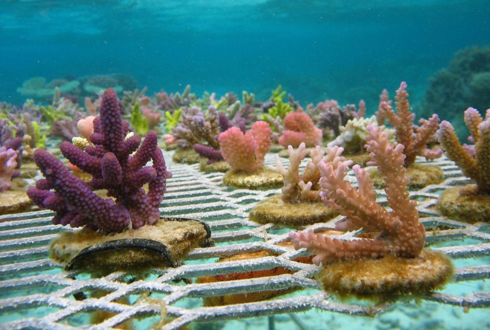 Gradinarit subacvatic pentru salvarea coralilor
