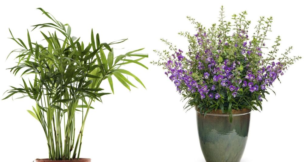 Plante care rezista la temperaturi ridicate vara