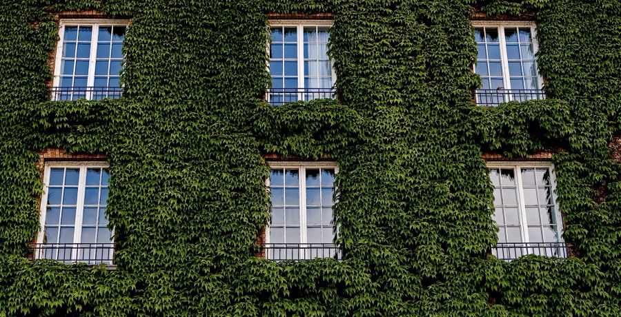 How fast does ivy grow in the garden