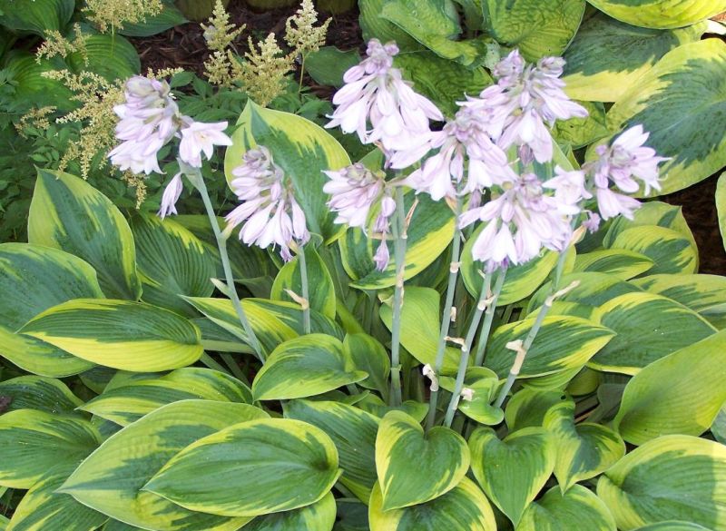 Best perennial plants for shade in the garden