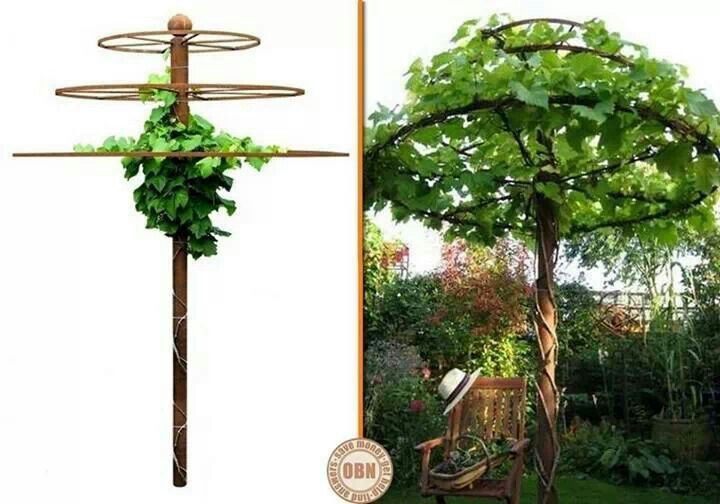 How to build a grape vine support in the garden