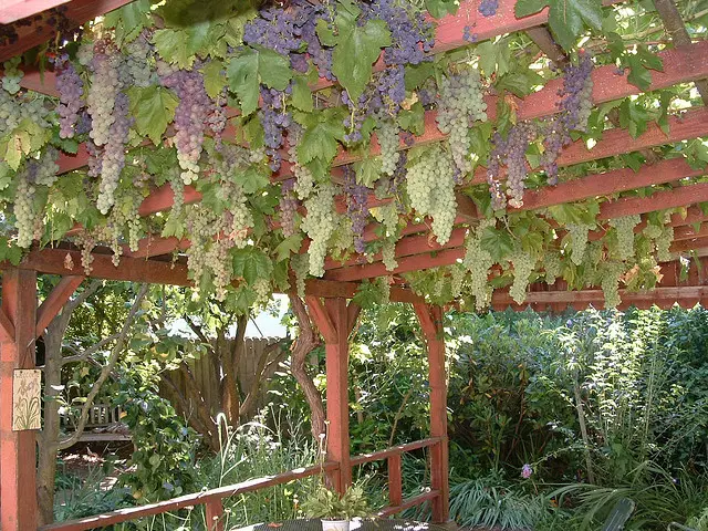How to build a grape vine support in the garden